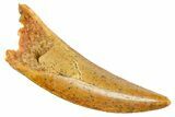 Serrated Raptor Tooth - Real Dinosaur Tooth #364859-1